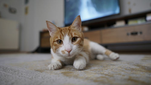 Close-up portrait of a cat