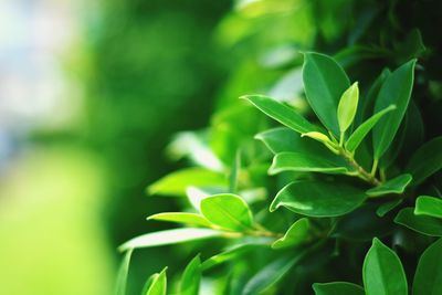 Close-up of green plant