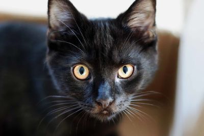 Close-up portrait of cat