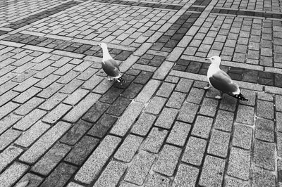 High angle view of pigeons perching on cobblestone street