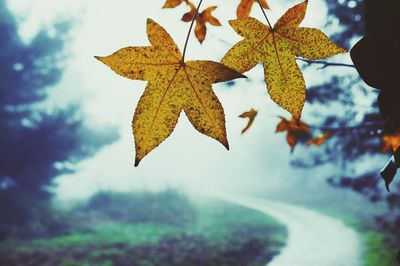 Close-up of maple leaves against sky during autumn