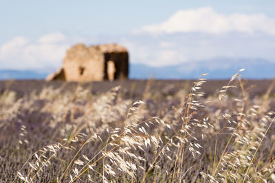 Close-up of grass on field against sky