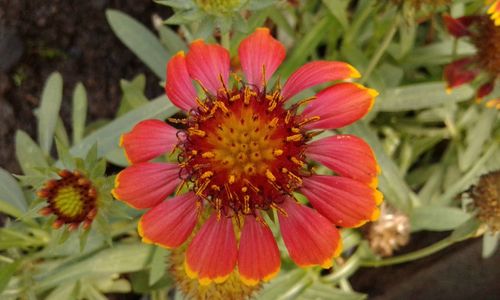 Close-up of flower blooming outdoors