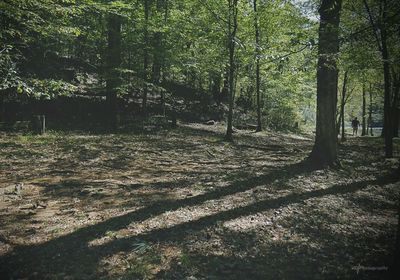 Shadow of trees in forest