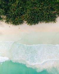 Jungle coastline of tulum