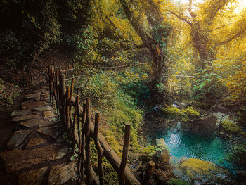 Scenic view of river amidst trees in forest