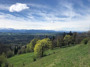Trees on field against sky