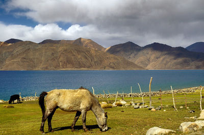 Sheep grazing in a field