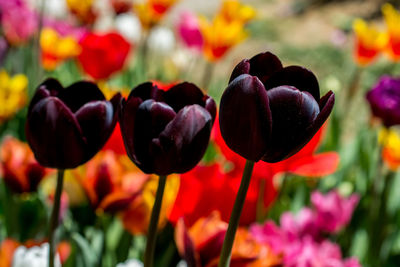 Close-up of tulips blooming outdoors