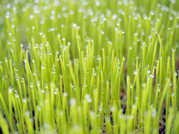 Close-up of wet grass on field