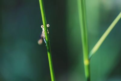 Close-up of insect on grass