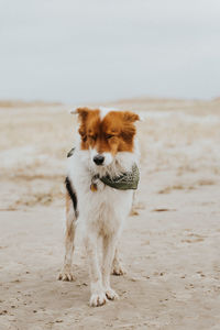 Portrait of dog standing on beach