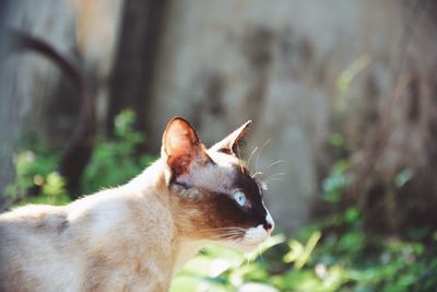 Close-up of a cat looking away