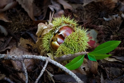 High angle view of chestnut lying on ground 