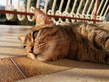 Close-up of a cat resting