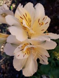 Close-up of white flower blooming outdoors