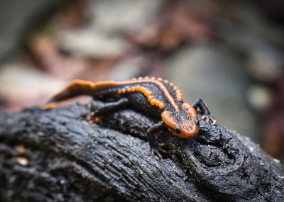 Close-up of lizard on tree trunk