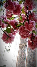 Low angle view of pink flowers on tree