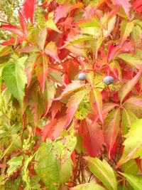 Close-up of leaves on tree