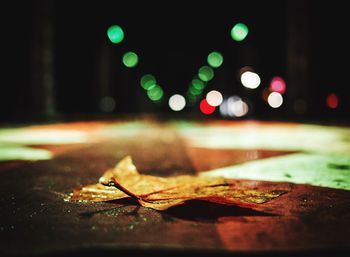 Close-up of illuminated leaf