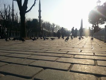 sunlight