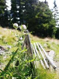 Close-up of plant on field