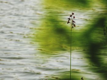 Close-up of plant against lake