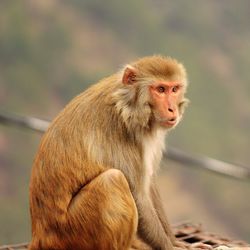 Portrait of lion sitting outdoors