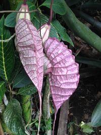 Close-up of leaves