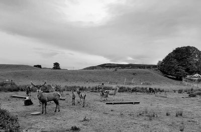 View of sheep grazing on field against sky