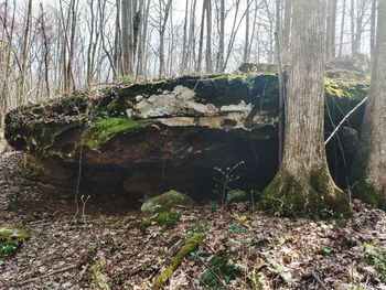 Plants and trees in forest