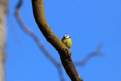 Bird perching on branch against blue sky