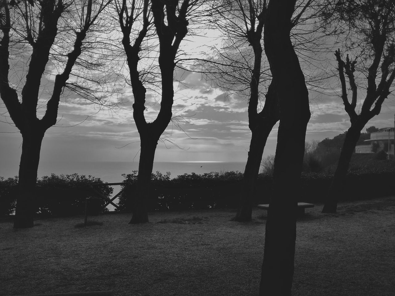 tree, water, tree trunk, tranquility, tranquil scene, silhouette, sky, scenics, sea, nature, beauty in nature, branch, sunset, beach, shore, bare tree, idyllic, horizon over water, lake, outdoors