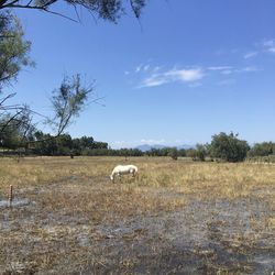 View of sheep on field