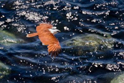 Close-up of kite flying over water