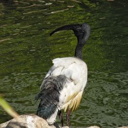 Bird perching on a lake