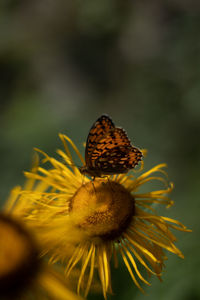 Close-up of butterfly pollinating on yellow flower