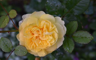 Close-up of rose plant