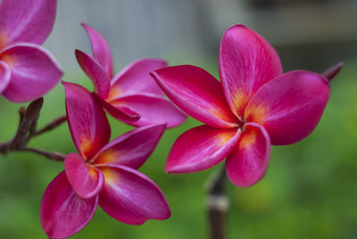Close-up of pink flowers