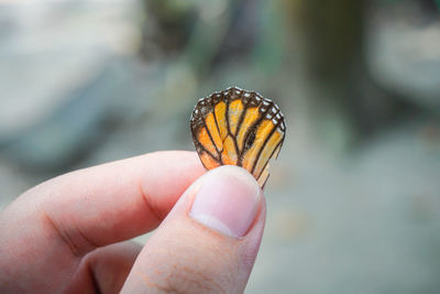 Close-up of hand holding butterfly