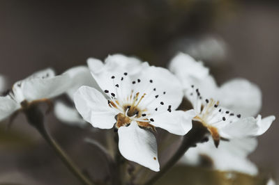 Close-up of white flower