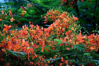 Close-up of red flowering plants in garden