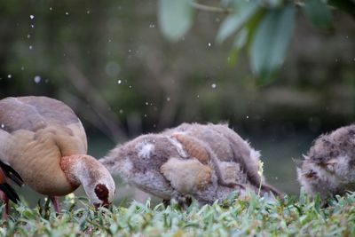 Young geese in a field