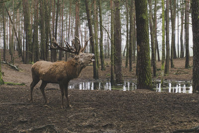 Side view of giraffe standing on field in forest