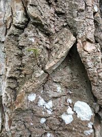 Full frame shot of tree trunk