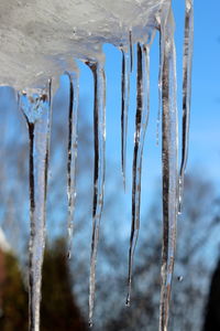 Close-up of frozen plant