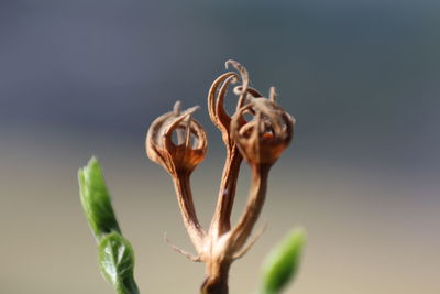 Close-up of flower bud