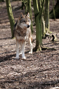 View of an animal on field