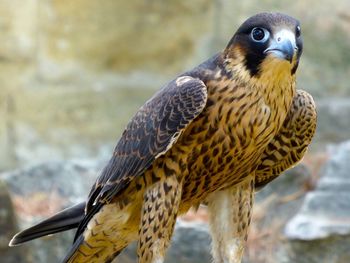 Close-up of hawk perching on rock