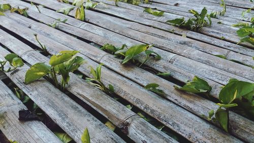 High angle view of plant on table